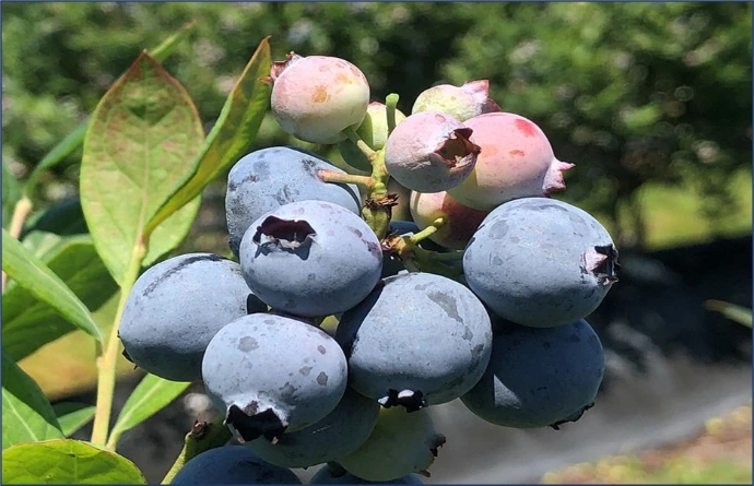 Albus blueberry fruit variety (FL11-51 cv.) bred by EMCO CAL, offered by Cal Pacific Agri Solutions Pvt. Ltd.