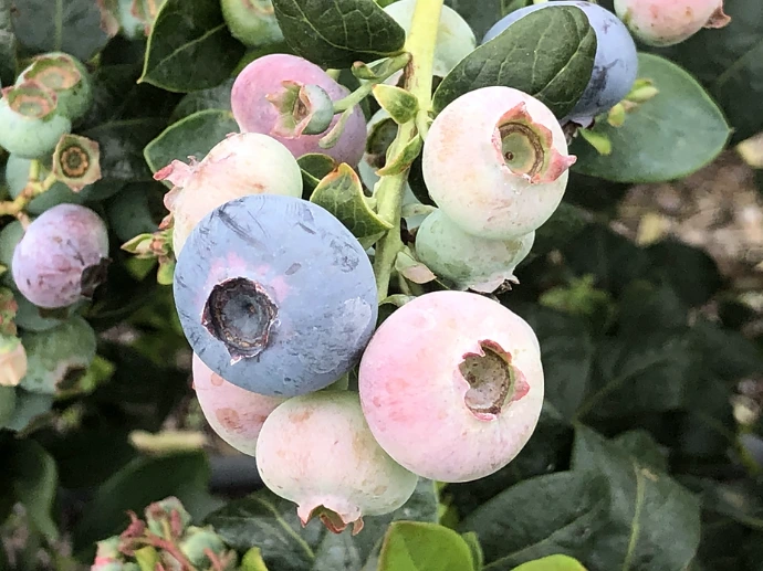 Colossus blueberry fruit variety (FL11-35 cv.) bred by EMCO CAL, offered by Cal Pacific Agri Solutions Pvt. Ltd.