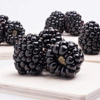 Osage blackberry variety fruit