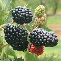 Traveler blackberry variety fruit