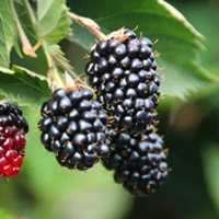 Prime-Ark 45 blackberry variety fruit