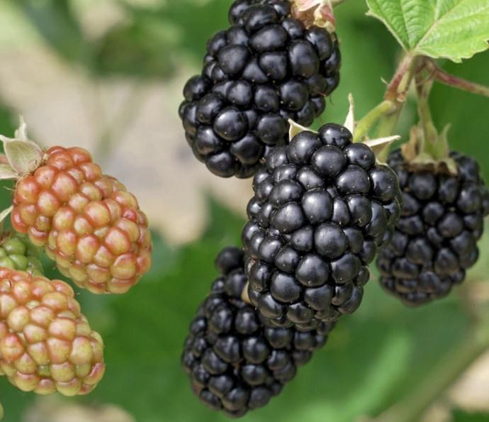 Caddo blackberry variety fruit