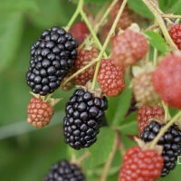 Thunderhead blackberry variety fruit