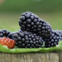 Twilight blackberry variety fruit