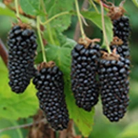 Columbia Giant blackberry variety fruit
