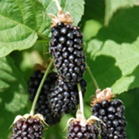 Columbia Sunrise blackberry variety fruit