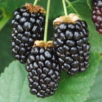Galaxy blackberry variety fruit