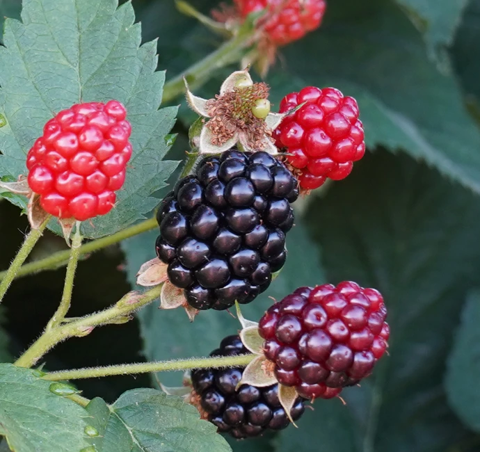 Blakely blackberry variety fruit