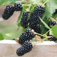 Natchez blackberry variety fruit