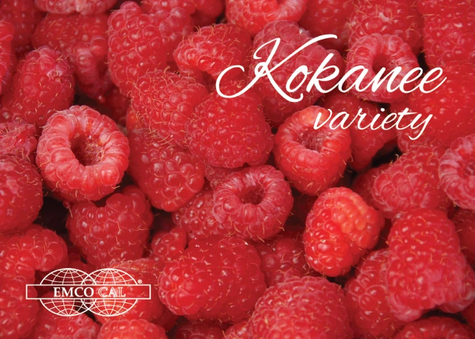 Kokanee raspberry fruit variety bred under EMCO CAL programs, offered by Cal Pacific Agri Solutions Pvt. Ltd.