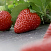 Medallion strawberry variety bred by University of Florida for commercial berry farming