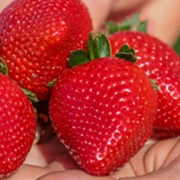 Brilliance strawberry variety developed by University of Florida with excellent fruit quality
