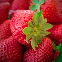 Amparo strawberry variety bred by Masía Ciscar S.A. for commercial strawberry production