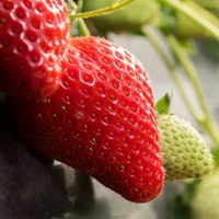 Palmeritas strawberry variety bred by Masía Ciscar S.A. for commercial strawberry farming