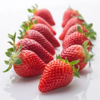 Sensation strawberry variety bred by University of Florida for commercial strawberry farming