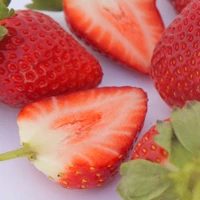 Florida Beauty strawberry variety developed by University of Florida for fresh market production