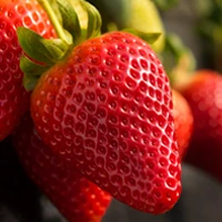 Fortuna strawberry variety bred by University of Florida for high productivity farms