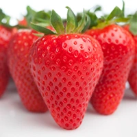 Winterstar strawberry variety developed by University of Florida for consistent yields