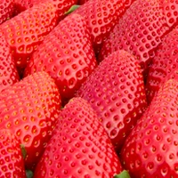Calderón strawberry variety developed by Masía Ciscar S.A. for professional strawberry growers