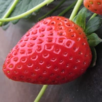 Leticia strawberry variety bred by Masía Ciscar S.A. for commercial berry cultivation