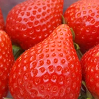Shyra strawberry variety developed by Masía Ciscar S.A. for high performance cultivation