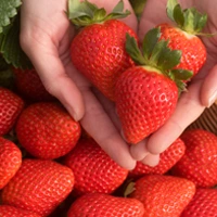 Cleopatra strawberry variety bred by Masía Ciscar S.A. suitable for high quality commercial production