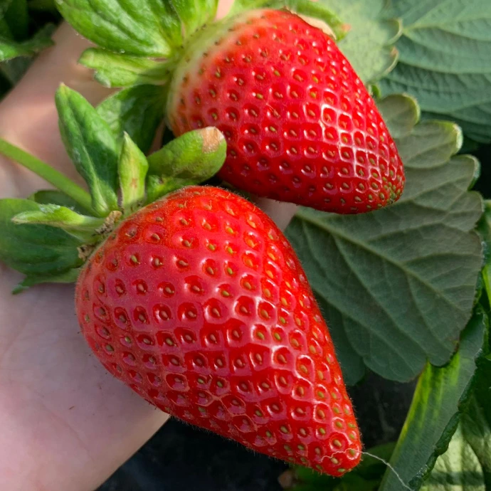 Cozumel strawberry variety developed by Masía Ciscar S.A. for modern strawberry farming systems