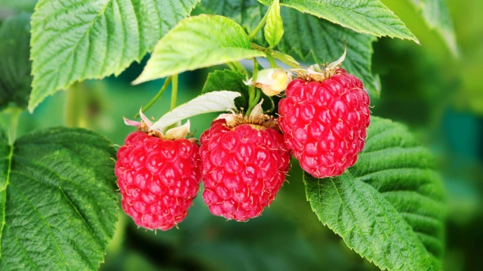 Certified Low Chill Raspberry Planting Material foe Commercial Farming