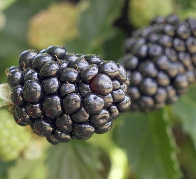 Danna blackberry variety fruit