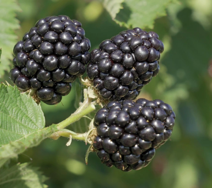 Ponca blackberry variety fruit