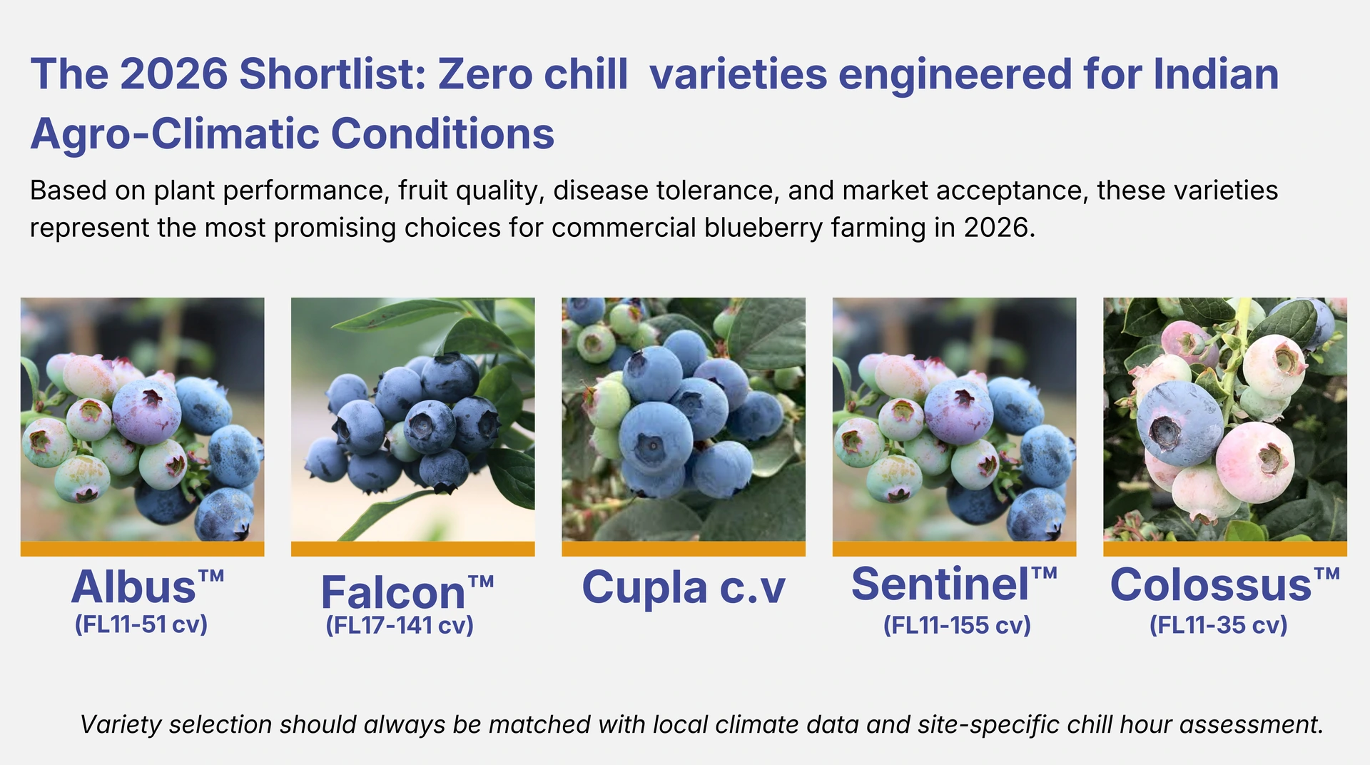 Zero-chill blueberry varieties for Indian agro-climatic conditions including Albus, Falcon, Cupla, Sentinel, and Colossus (2026)