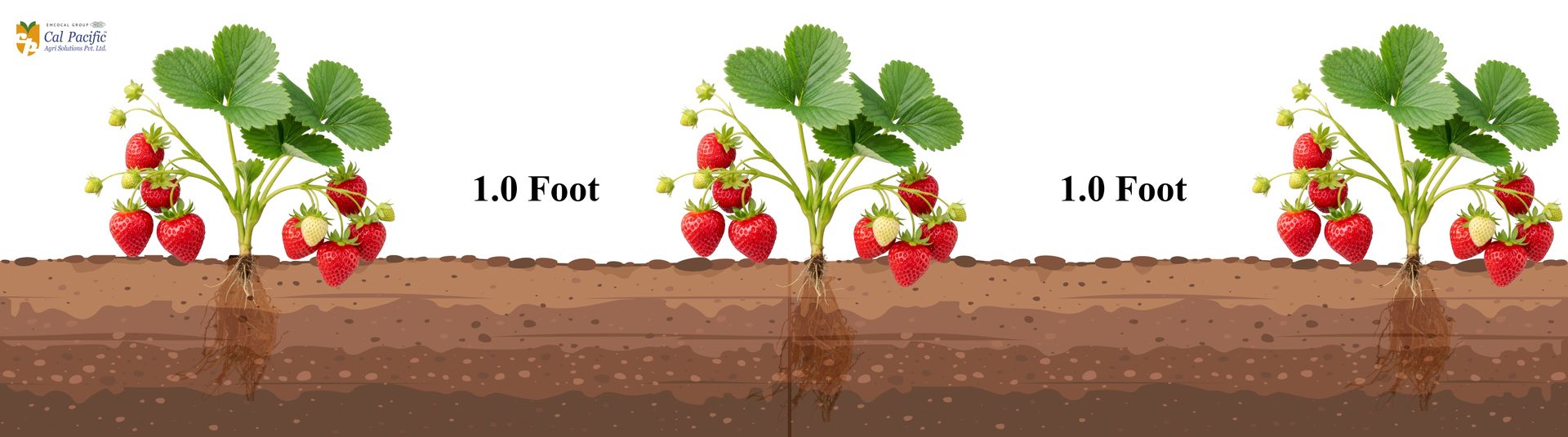 Strawberry plant spacing diagram showing 1 foot distance between plants Strawberry plant to plant spacing of 1 foot for high yield strawberry farming in India