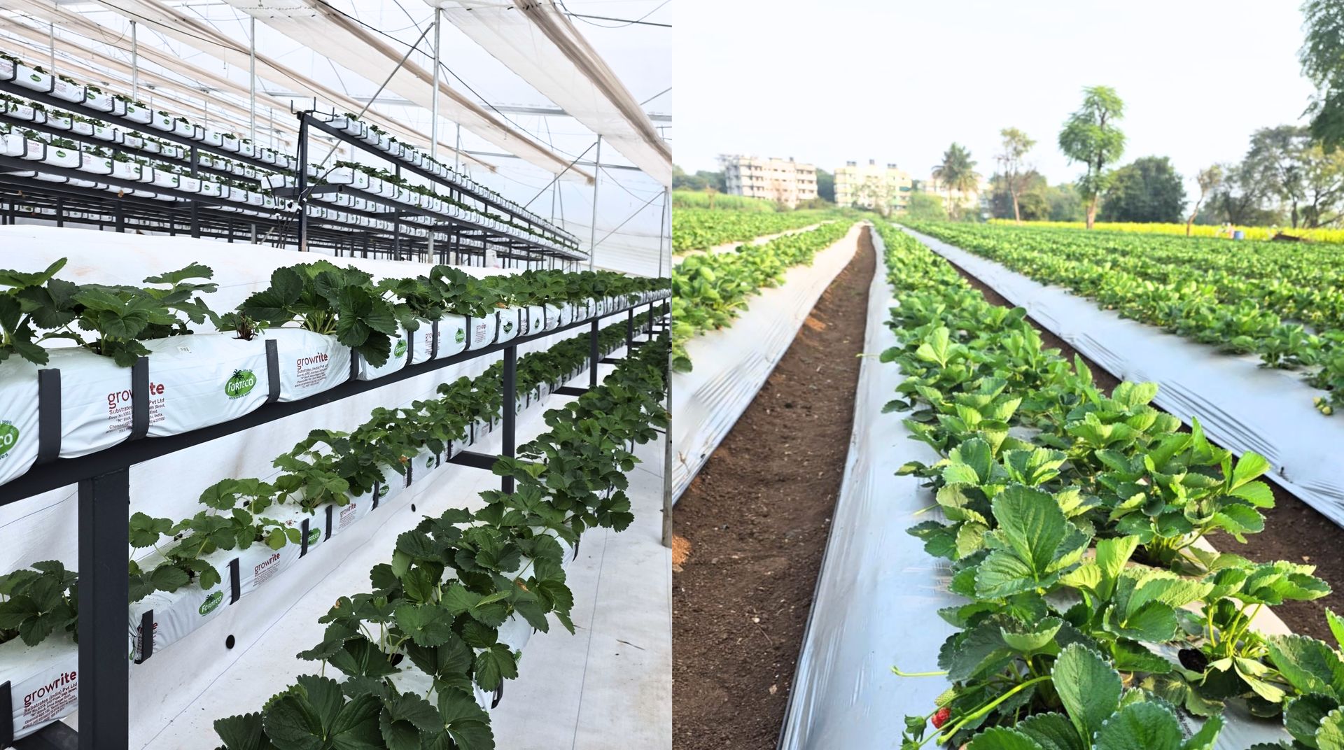 Modern strawberry farming in India in greenhouse and open field systems Strawberry farming under greenhouse and open field conditions in India using raised beds and plastic mulch