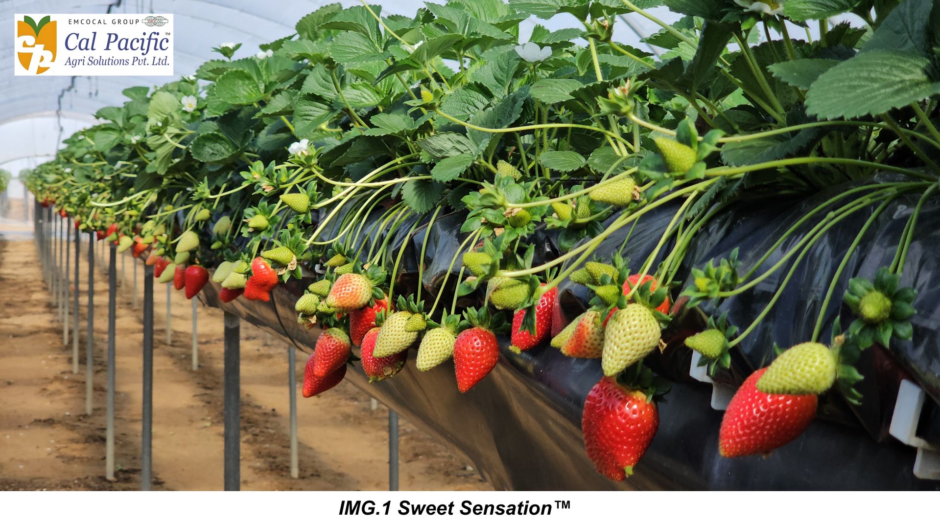 Sweet Sensation strawberry variety grown in greenhouse using substrate system in India showing ripening fruits for commercial farming