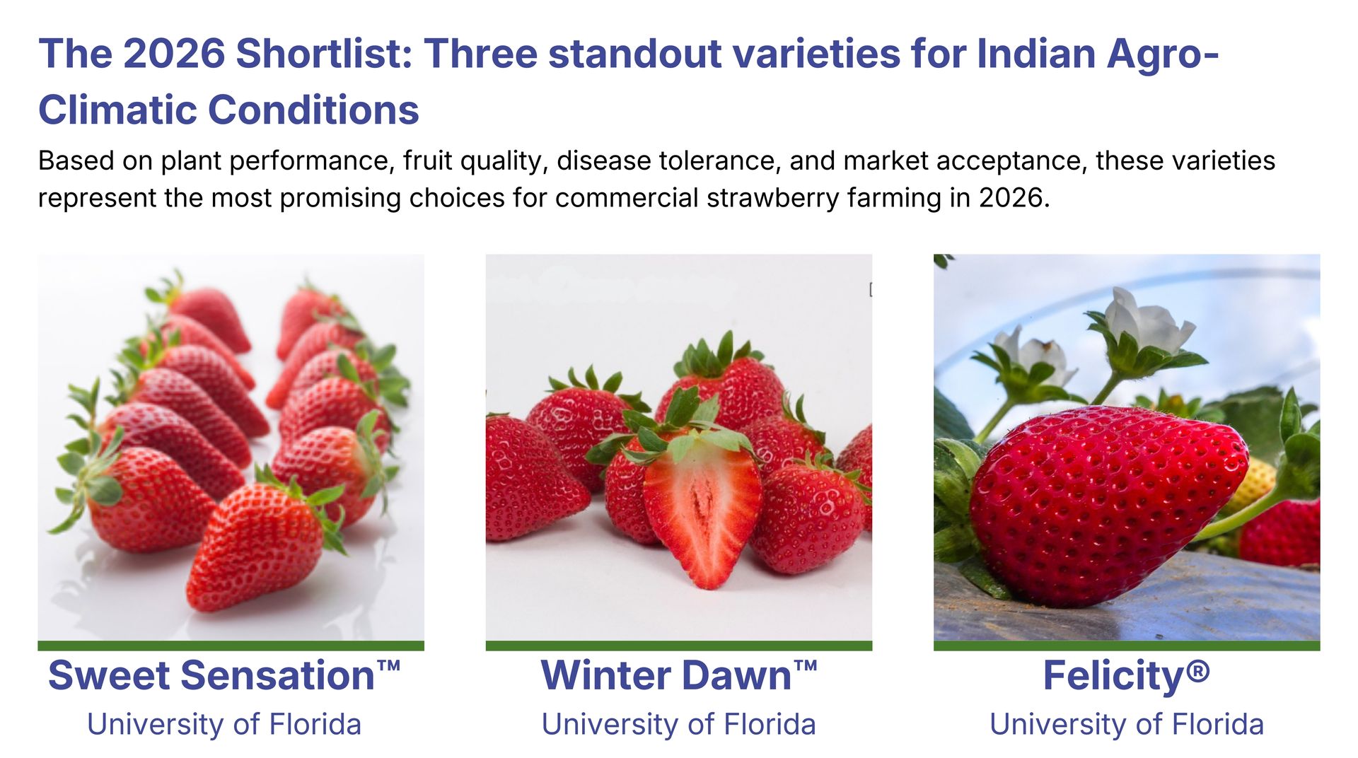 Top strawberry varieties for India 2026 including Sweet Sensation, Winter Dawn and Felicity suitable for Indian agro-climatic conditions