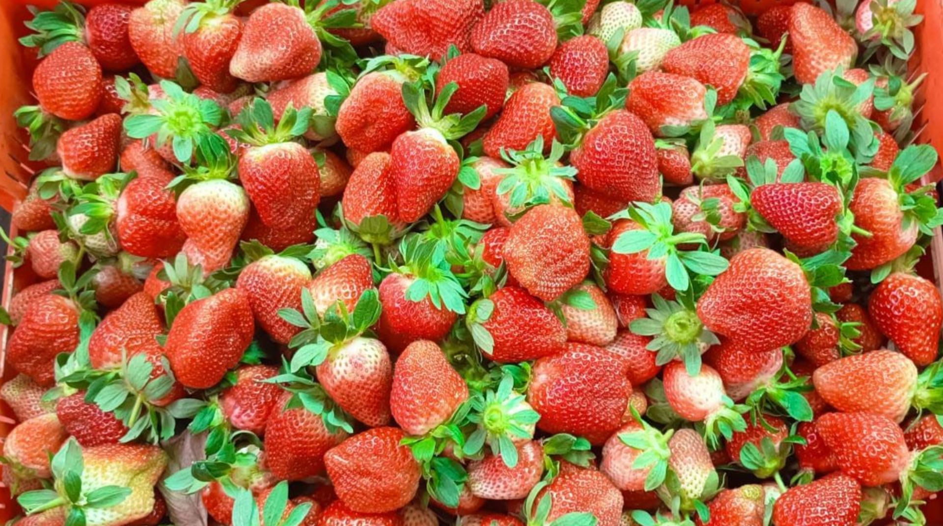 Freshly harvested strawberries showing high yield and uniform fruit quality suitable for commercial farming in India