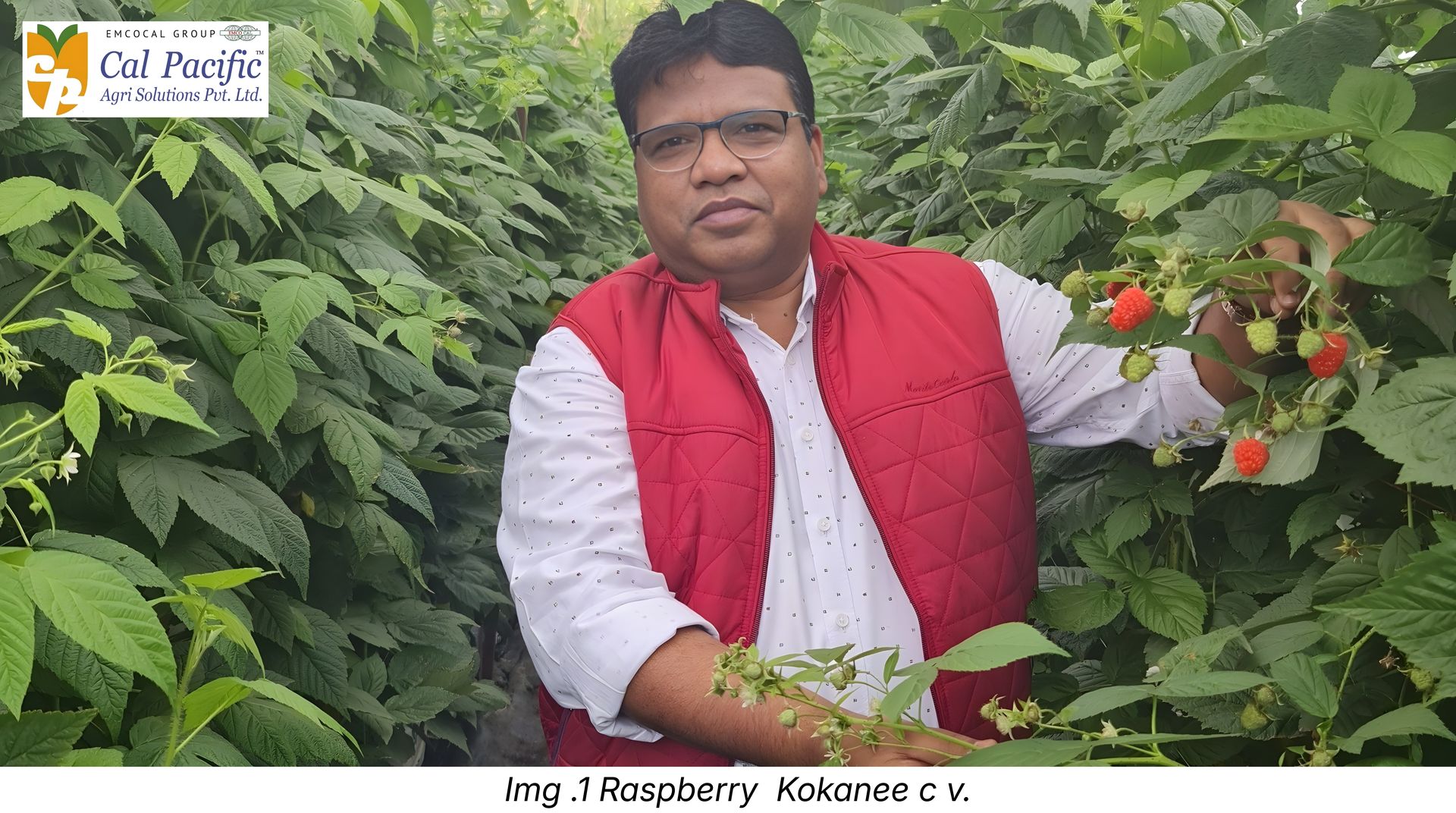 fruiting raspberry cane under protected cultivation in India