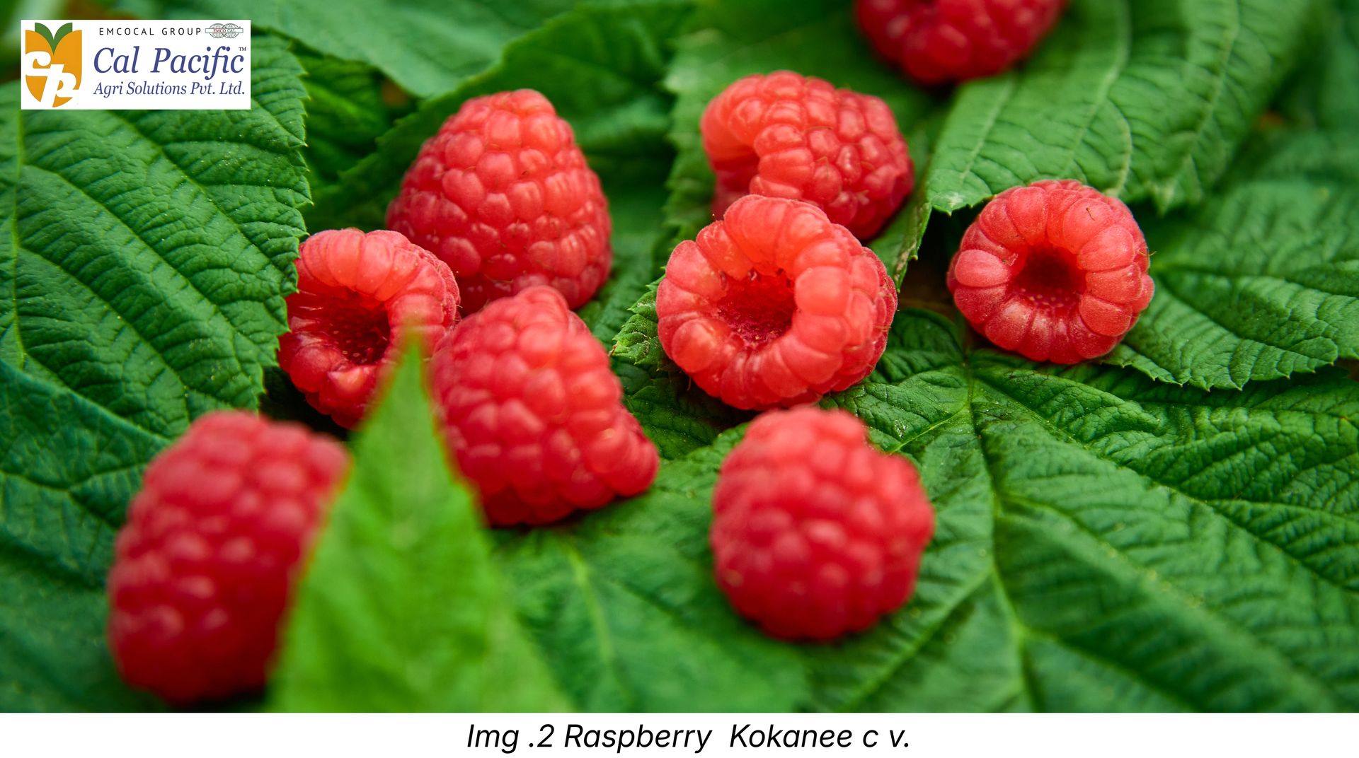 Raspberry fruits with raspberry plant .