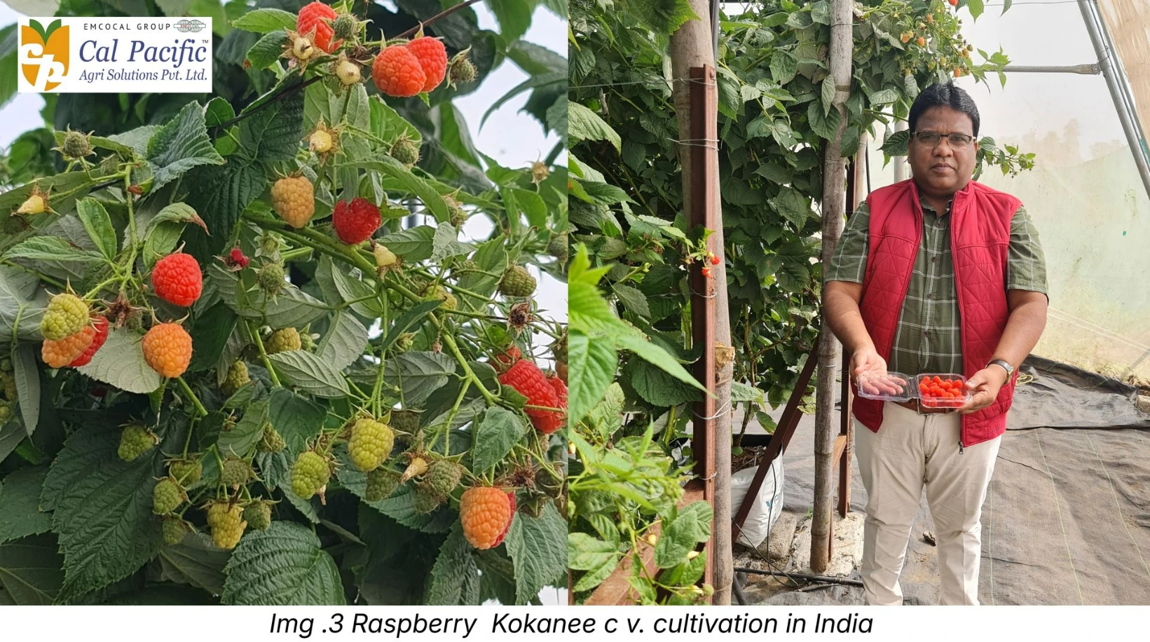 Raspberry farming under protected  cultivation .