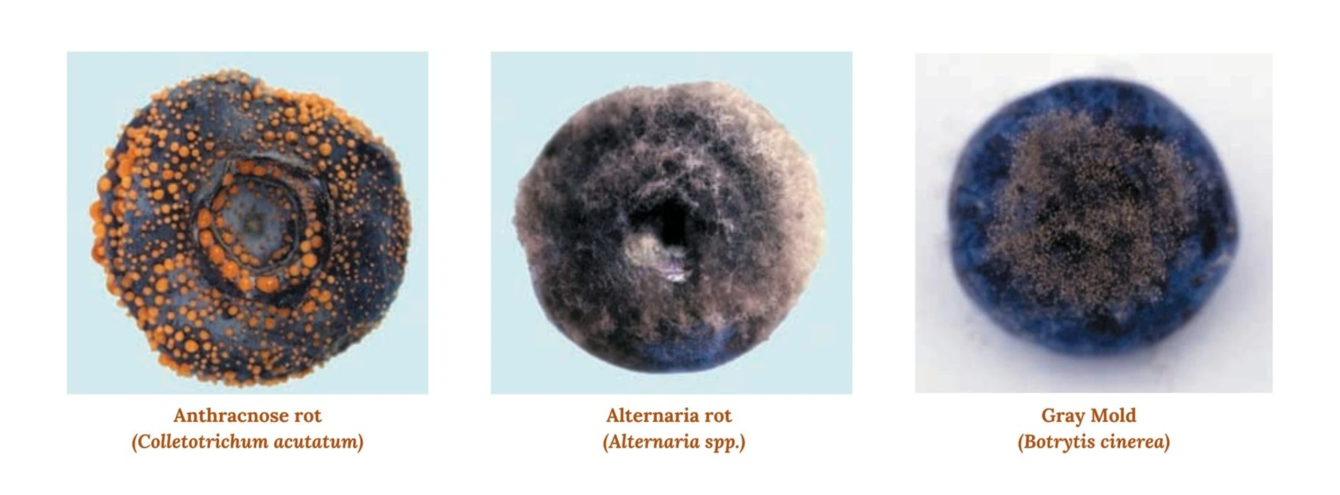Blueberry fruit showing fungal infection and mold growth stages under close-up view for crop disease identification