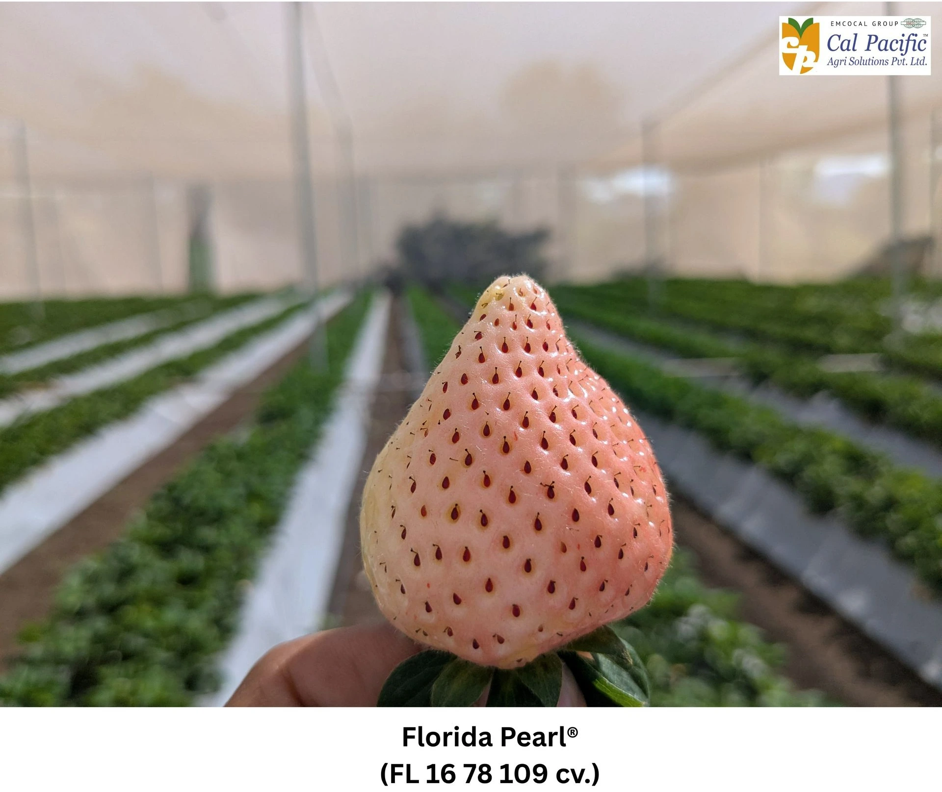 Florida Pearl® – a premium white strawberry cultivar grown under protected polyhouse conditions in India. Florida Pearl white strawberry held in hand inside polyhouse strawberry farm in India