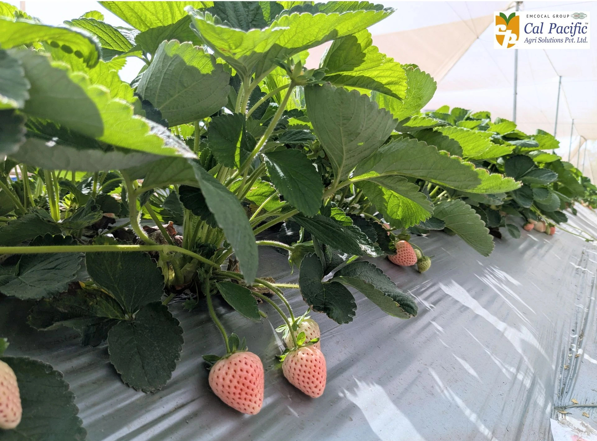 White strawberry in India. Strawberry farming in India Florida Pearl Strawberry Cultivar grown in the polyhouse in india.