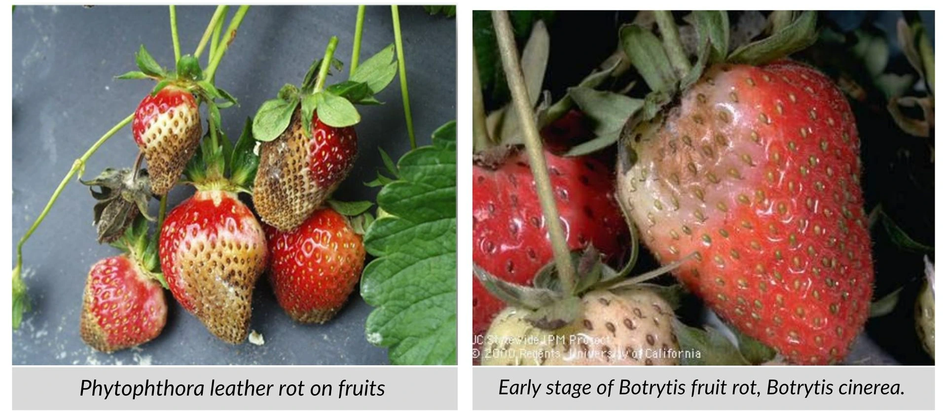 Phytophthora leather rot and Botrytis fruit rot in strawberries Strawberry fruits showing Phytophthora leather rot and early stage of Botrytis fruit rot (Botrytis cinerea)