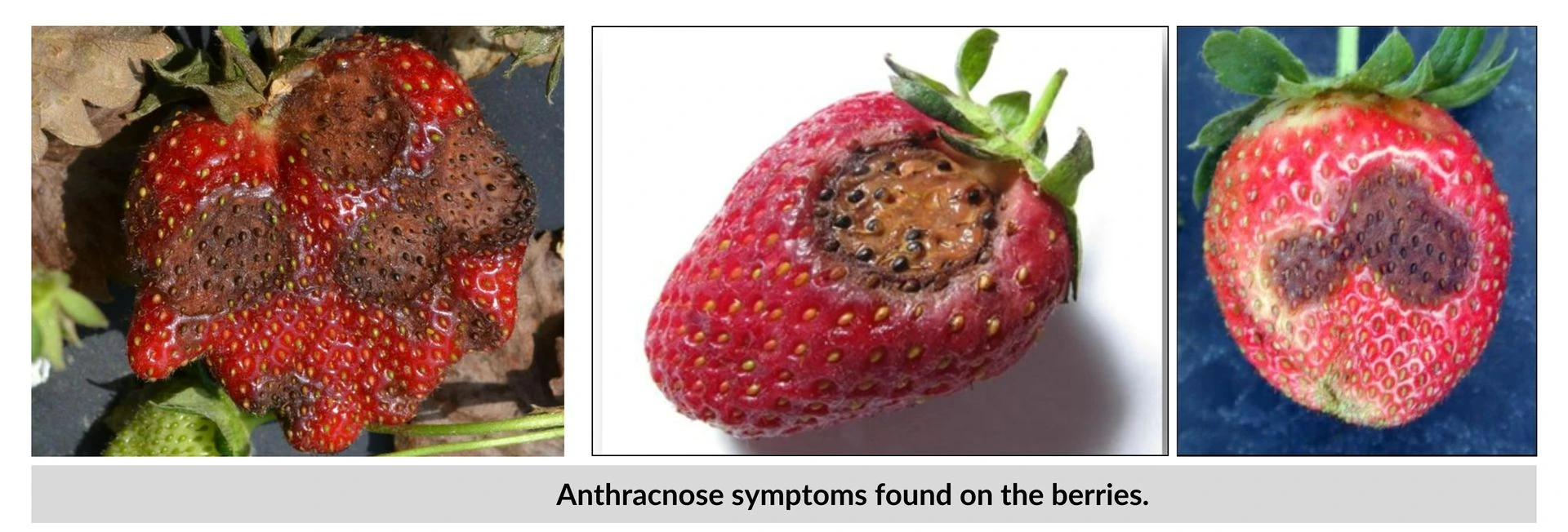 Anthracnose Disease in Strawberry Anthracnose symptoms in the strawberry , (Post harvest disease disease in strawberry)