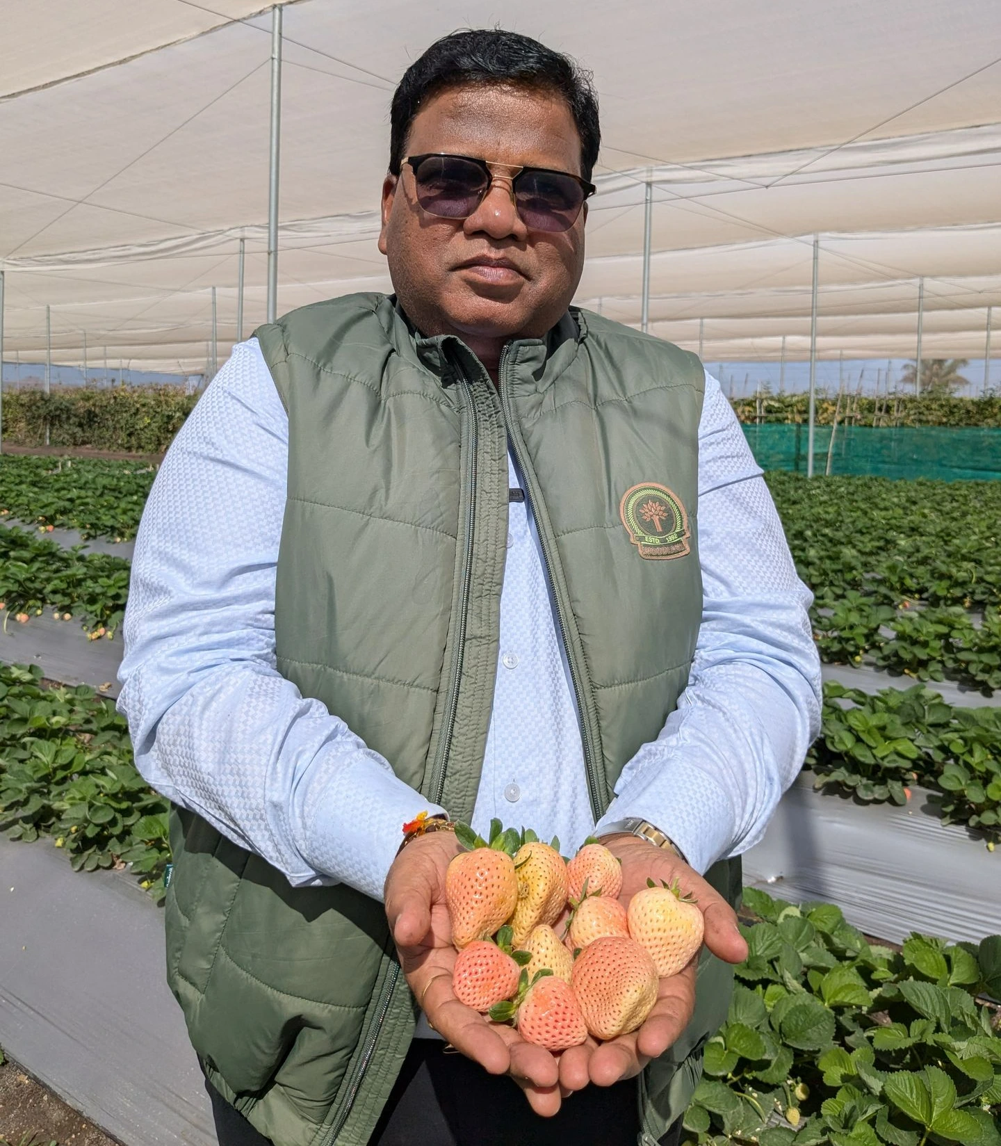 India's Only white colored Strawberries. White colur Strawberries hold in Hands