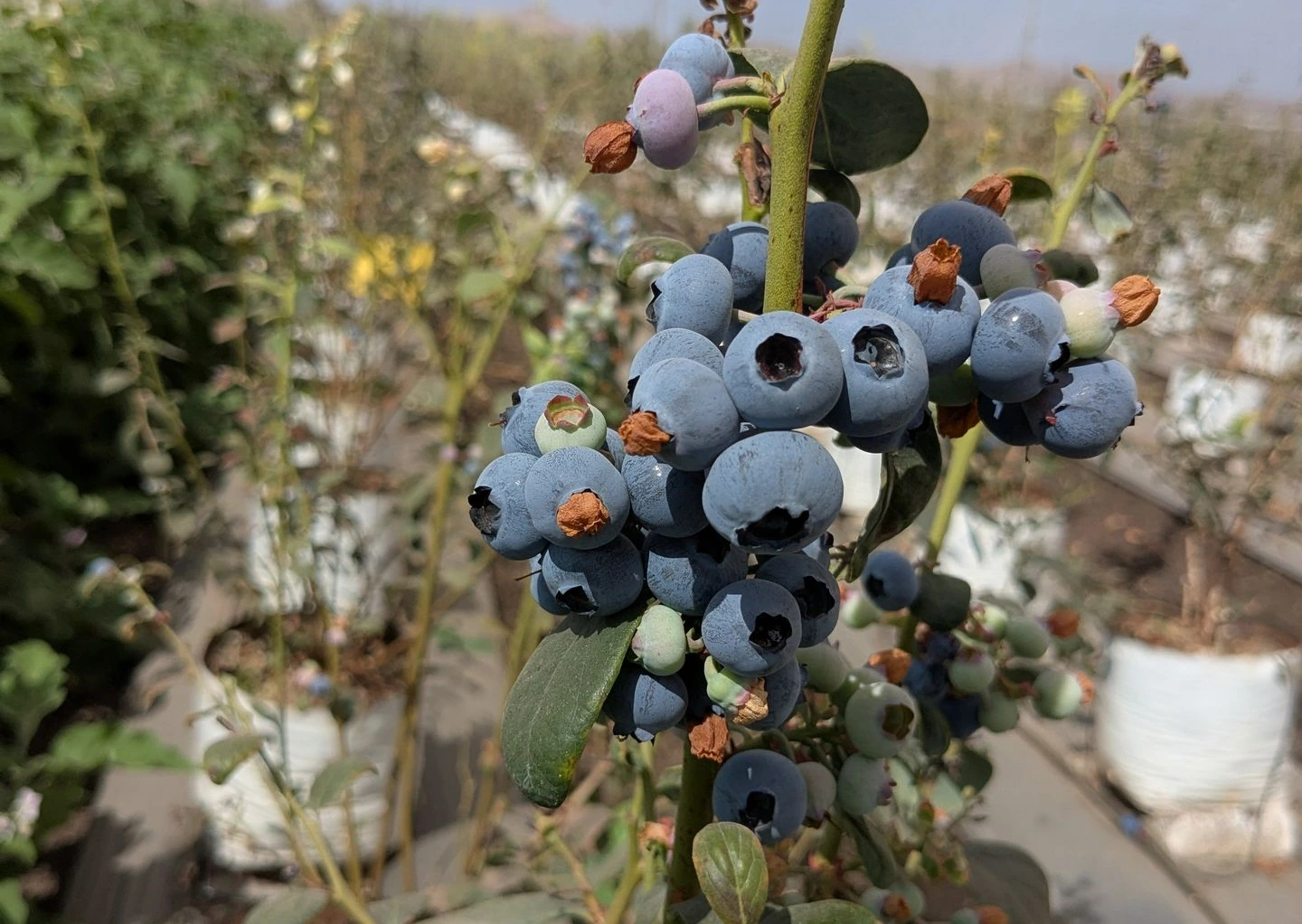 Close-up of ripe Cupla blueberries showing large berry size and premium fruit quality under Indian growing conditions