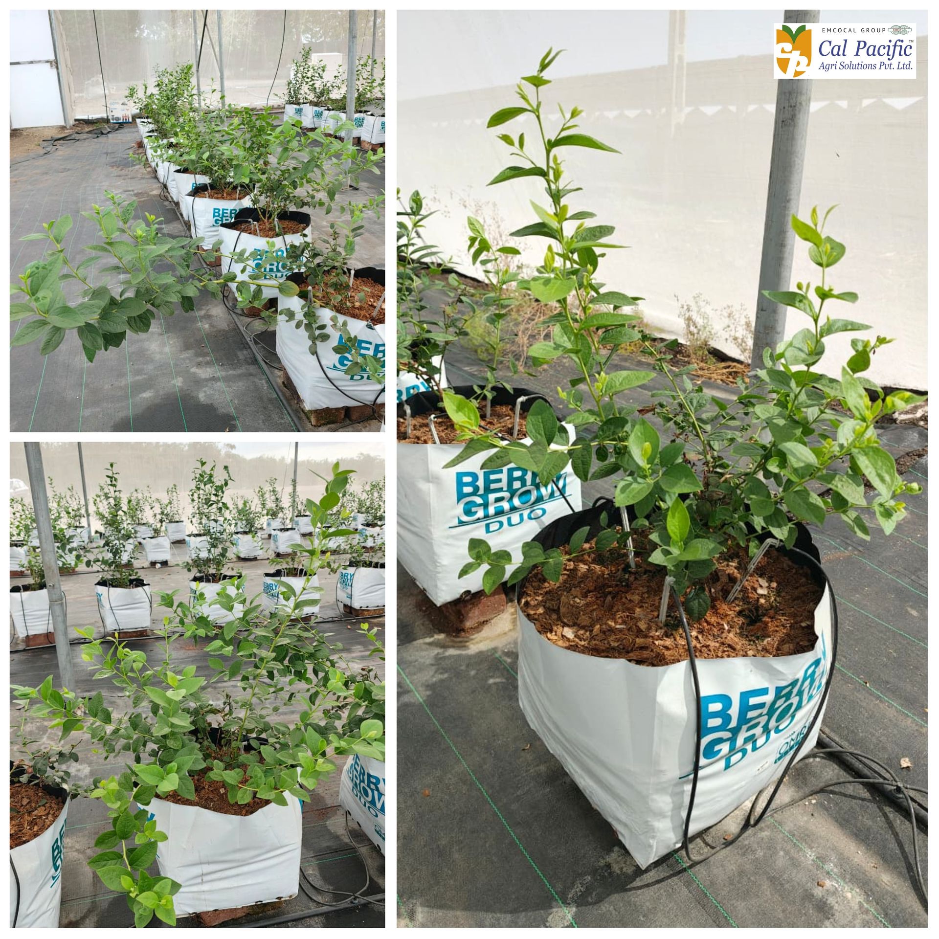 Cupla blueberry plants growing in hydroponic grow bags under protected cultivation conditions in India