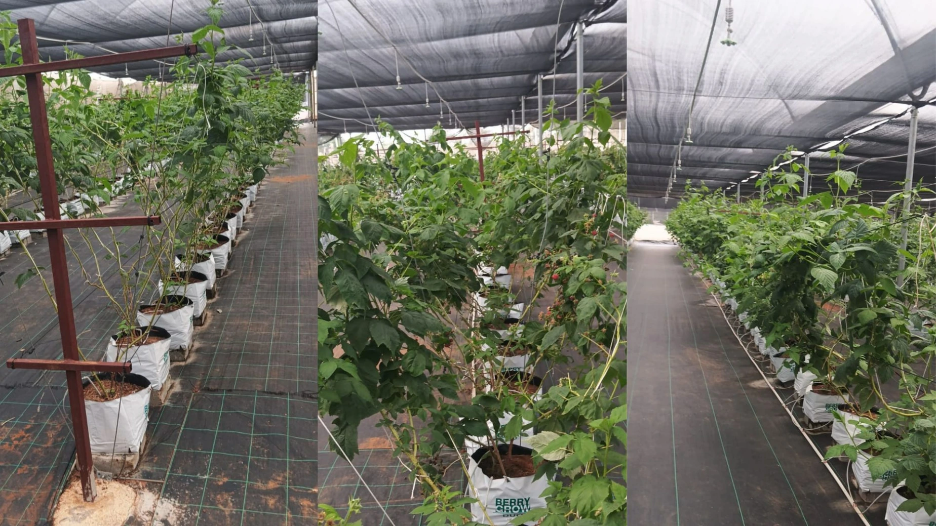 Raspberry Trellising System in Protected Cultivation” Raspberry plants trained on trellising system under protected cultivation structure