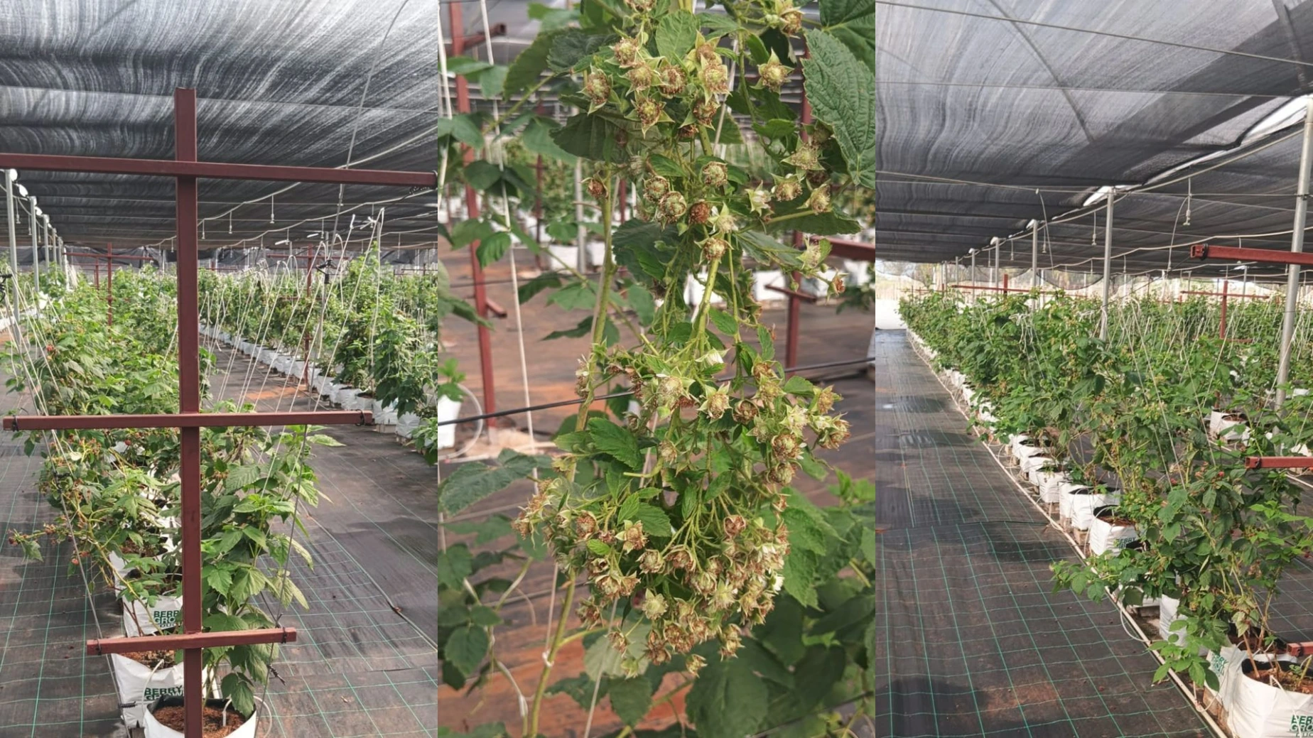 Raspberry Fruit Development Under Trellising System Raspberry plants with developing fruits trained on trellis support system inside shade net structure