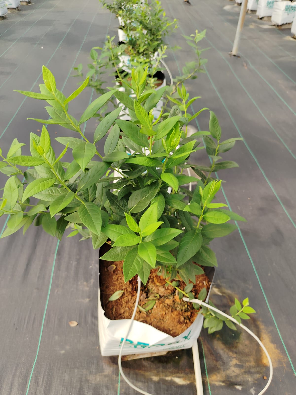 Blueberry plant growing in substrte based cultivation system, under protected cultivation .